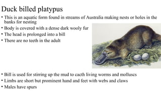 Duck billed platypus
• This is an aquatic form found in streams of Australia making nests or holes in the
banks for nesting
• Body is covered with a dense dark wooly fur
• The head is prolonged into a bill
• There are no teeth in the adult
• Bill is used for stirring up the mud to cacth living worms and molluscs
• Limbs are short but prominent hand and feet with webs and claws
• Males have spurs
 