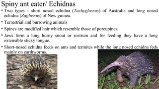 Spiny ant eater/ Echidnas
• Two types – short nosed echidna (Tachyglossus) of Australia and long nosed
echidna (Zaglossus) of New guinea.
• Terrestrial and burrowing animals
• Spines are modified hair which resemble those of porcupines.
• Jaws form a long horny snout or rostrum and for feeding they have a long
extensible sticky tongue.
• Short-nosed echidna feeds on ants and termites while the long nosed echidna feds
mainly on earthworms.
 
