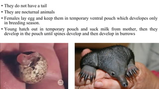 • They do not have a tail
• They are nocturnal animals
• Females lay egg and keep them in temporary ventral pouch which developes only
in breeding season.
• Young hatch out in temporary pouch and suck milk from mother, then they
develop in the pouch until spines develop and then develop in burrows
 