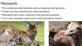 Marsupials
• This include pouched mammals such as kangaroos and opossums.
• Females develop ventral pouch called marsupium.
• Marsupials show many similarities with placental mammals
• Live in the Australian region and in south and central America.
 