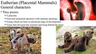 Eutherian (Placental Mammals)
General characters
• They posses
A placenta
Anal and urogenital apertures with separate openings
Young which are born in advanced stage of development
Testes that descend into scrotum and lying behind the penis
 