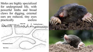Moles are highly specialized
for underground life, with
powerful limbs and broad
claws for digging, external
ears are reduced, tiny eyes
practically useless
 