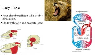 They have
• Four chambered heart with double
circulation.
• Skull with teeth and powerful jaws
 