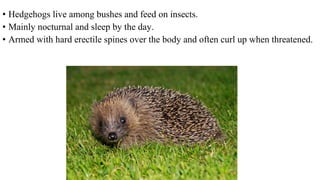 • Hedgehogs live among bushes and feed on insects.
• Mainly nocturnal and sleep by the day.
• Armed with hard erectile spines over the body and often curl up when threatened.
 