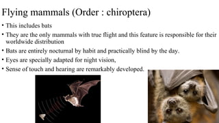 Flying mammals (Order : chiroptera)
• This includes bats
• They are the only mammals with true flight and this feature is responsible for their
worldwide distribution
• Bats are entirely nocturnal by habit and practically blind by the day.
• Eyes are specially adapted for night vision,
• Sense of touch and hearing are remarkably developed.
 