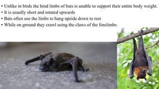 • Unlike in birds the hind limbs of bats is unable to support their entire body weight.
• It is usually short and rotated upwards
• Bats often use the limbs to hang upside down to rest
• While on ground they crawl using the claws of the forelimbs
 