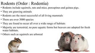 Rodents (Order : Rodentia)
• Rodents include squirrels, rats and mice, porcupines and guinea pigs.
• They are gnawing animals
• Rodents are the most successful of all living mammals
• There are over 3000 species
• They are found to occur all over a wide range of habitats
• Majority are terrestrial, no pure aquatic forms but beavers are adapted for fresh
water habitats.
• Others such as squirrels are arboreal
 