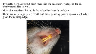 • Typically herbivores but most members are secondarily adapted for an
omnivorous diet as well.
• Most characteristic feature is the paired incisors in each jaw.
• These are very large pair of teeth and their gnawing power against each other
gives them sharp edges.
 