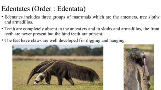 Edentates (Order : Edentata)
• Edentates includes three groups of mammals which are the anteaters, tree sloths
and armadillos.
• Teeth are completely absent in the anteaters and in sloths and armadillos, the front
teeth are never present but the hind teeth are present.
• The feet have claws are well developed for digging and hanging.
 