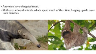 • Ant eaters have elongated snout.
• Sloths are arboreal animals which spend much of their time hanging upside down
from branches.
 