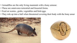 • Armadillos are the only living mammals with a bony armour.
• These are omnivores terrestrial and fossorial forms.
• Feed on worms , grubs, vegetables and bird eggs.
• They role up into a ball when threatened covering their body with the bony arour
 