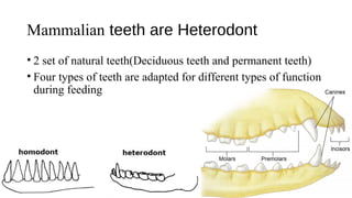 Mammalian teeth are Heterodont
• 2 set of natural teeth(Deciduous teeth and permanent teeth)
• Four types of teeth are adapted for different types of function
during feeding
 