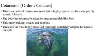 Cetaceans (Order : Cetacea)
• This is an order of marine mammals that is highly specialized for a completely
aquatic life style.
• The body has secondarily taken on streamlined fish like form
• This order includes whales and dolphins
• These are the most highly modified mammals completely adapted for aquatic
lifestyle
 