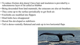 • To reduce friction skin doesn’t have hair and insulation is provided by a
subcutaneous layer of fat called as blubber
• Being descended from land mammals, the cetaceans are also air breathers
• They come up to the surface periodically to get fresh air.
• Forelimbs are modified into flippers
• Hind limbs have disappeared
• Dorsal fins developed as stabilizers
• Tail is dorso-ventrally flattened and ends up in two horizontal flaps
 
