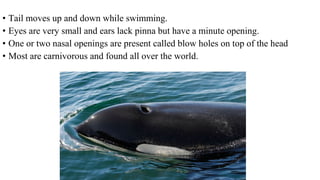• Tail moves up and down while swimming.
• Eyes are very small and ears lack pinna but have a minute opening.
• One or two nasal openings are present called blow holes on top of the head
• Most are carnivorous and found all over the world.
 