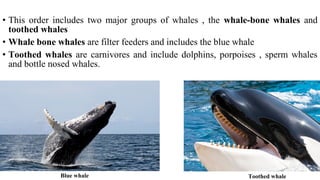 • This order includes two major groups of whales , the whale-bone whales and
toothed whales
• Whale bone whales are filter feeders and includes the blue whale
• Toothed whales are carnivores and include dolphins, porpoises , sperm whales
and bottle nosed whales.
Blue whale Toothed whale
 