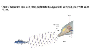 • Many cetaceans also use echolocation to navigate and communicate with each
other.
 