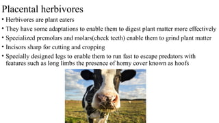 Placental herbivores
• Herbivores are plant eaters
• They have some adaptations to enable them to digest plant matter more effectively
• Specialized premolars and molars(cheek teeth) enable them to grind plant matter
• Incisors sharp for cutting and cropping
• Specially designed legs to enable them to run fast to escape predators with
features such as long limbs the presence of horny cover known as hoofs
 