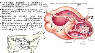 • Herbivores maintain a symbiotic
relationship with microorganisms that
inhabit their digestive tract.
• Stomach of herbivores/ruminants are
greatly modified than that of other
mammals.
• Stomach is divided into four
fermentation chambers(rumen,
reticulum, omassum and abomasum)
• This enables them to properly chew the
food eaten once again by regurgitating
within their mouth and later
swallowing the processed food.
 