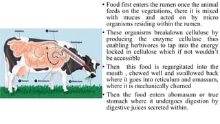 • Food first enters the rumen once the animal
feeds on the vegetations, there it is mixed
with mucus and acted on by micro
organisms residing within the rumen.
• These organisms breakdown cellulose by
producing the enzyme cellulase thus
enabling herbivores to tap into the energy
locked in cellulose which if not wouldn’t
be accessible
• Then this food is regurgitated into the
mouth , chewed well and swallowed back
where it goes into reticulum and omassum,
where it is mechanically churned
• Then the food enters abomasum or true
stomach where it undergoes digestion by
digestive juices secreted within.
 