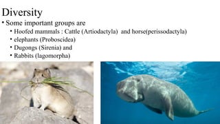 Diversity
• Some important groups are
• Hoofed mammals : Cattle (Artiodactyla) and horse(perissodactyla)
• elephants (Proboscidea)
• Dugongs (Sirenia) and
• Rabbits (lagomorpha)
 