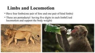 Limbs and Locomotion
• Have four limbs(one pair of fore and one pair of hind limbs)
• These are pentadactyl having five digits in each limb(Used
locomotion and support the body weight)
 