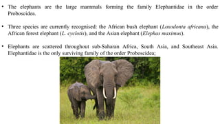 • The elephants are the large mammals forming the family Elephantidae in the order
Proboscidea.
• Three species are currently recognised: the African bush elephant (Loxodonta africana), the
African forest elephant (L. cyclotis), and the Asian elephant (Elephas maximus).
• Elephants are scattered throughout sub-Saharan Africa, South Asia, and Southeast Asia.
Elephantidae is the only surviving family of the order Proboscidea;
 