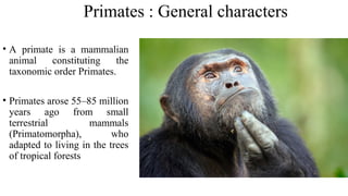 Primates : General characters
• A primate is a mammalian
animal constituting the
taxonomic order Primates.
• Primates arose 55–85 million
years ago from small
terrestrial mammals
(Primatomorpha), who
adapted to living in the trees
of tropical forests
 