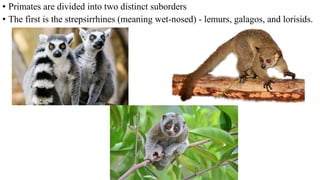 • Primates are divided into two distinct suborders
• The first is the strepsirrhines (meaning wet-nosed) - lemurs, galagos, and lorisids.
 
