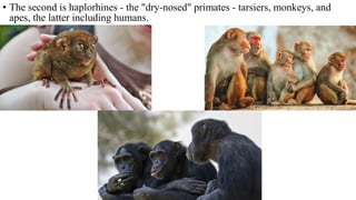 • The second is haplorhines - the "dry-nosed" primates - tarsiers, monkeys, and
apes, the latter including humans.
 