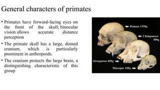General characters of primates
• Primates have forward-facing eyes on
the front of the skull; binocular
vision allows accurate distance
perception
• The primate skull has a large, domed
cranium, which is particularly
prominent in anthropoids.
• The cranium protects the large brain, a
distinguishing characteristic of this
group
 
