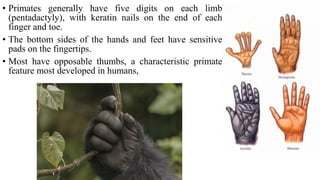 • Primates generally have five digits on each limb
(pentadactyly), with keratin nails on the end of each
finger and toe.
• The bottom sides of the hands and feet have sensitive
pads on the fingertips.
• Most have opposable thumbs, a characteristic primate
feature most developed in humans,
 