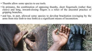 • Thumbs allow some species to use tools.
• In primates, the combination of opposing thumbs, short fingernails (rather than
claws) and long, inward-closing fingers is a relict of the ancestral practice of
gripping branches,
• and has, in part, allowed some species to develop brachiation (swinging by the
arms from tree limb to tree limb) as a significant means of locomotion.
 