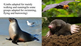 •Limbs adapted for mainly
walking and running(In some
groups adapted for swimming,
flying and burrowing)
 