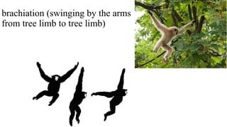 brachiation (swinging by the arms
from tree limb to tree limb)
 