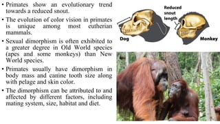• Primates show an evolutionary trend
towards a reduced snout.
• The evolution of color vision in primates
is unique among most eutherian
mammals.
• Sexual dimorphism is often exhibited to
a greater degree in Old World species
(apes and some monkeys) than New
World species.
• Primates usually have dimorphism in
body mass and canine tooth size along
with pelage and skin color.
• The dimorphism can be attributed to and
affected by different factors, including
mating system, size, habitat and diet.
 