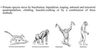 • Primate species move by brachiation, bipedalism, leaping, arboreal and terrestrial
quadrupedalism, climbing, knuckle-walking or by a combination of these
methods.
 