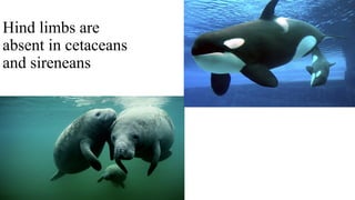 Hind limbs are
absent in cetaceans
and sireneans
 