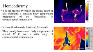 Homeothermy
• It is the process by which the animal more or
less maintains a constant body temperature
irrespective of the fluctuations in
environmental temperature.
• It is confined to only Birds and Mammals
• They usually have a core body temperature of
around 37 C over a wide range of
environmental temperatures.
 