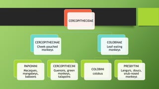 Class - Mammalia, mammals classification | PDF