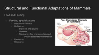 Mammals | PPTX