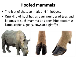 All about Mammals | PPTX
