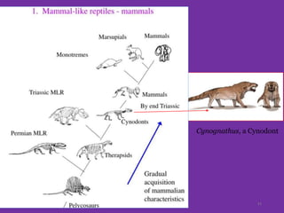 Cynognathus, a Cynodont
11
 