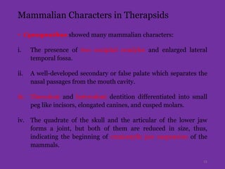 Mammalian Characters in Therapsids
• Cynognathus showed many mammalian characters:
i. The presence of two occipital condyles and enlarged lateral
temporal fossa.
ii. A well-developed secondary or false palate which separates the
nasal passages from the mouth cavity.
iii. Thecodont and heterodont dentition differentiated into small
peg like incisors, elongated canines, and cusped molars.
iv. The quadrate of the skull and the articular of the lower jaw
forms a joint, but both of them are reduced in size, thus,
indicating the beginning of craniostylic jaw suspension of the
mammals.
12
 