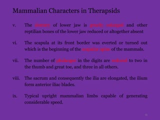 Mammalian Characters in Therapsids
v. The dentary of lower jaw is greatly enlarged and other
reptilian bones of the lower jaw reduced or altogether absent
vi. The scapula at its front border was everted or turned out
which is the beginning of the scapular spine of the mammals.
vii. The number of phalanges in the digits are reduced to two in
the thumb and great toe, and three in all others.
viii. The sacrum and consequently the ilia are elongated, the ilium
form anterior iliac blades.
ix. Typical upright mammalian limbs capable of generating
considerable speed.
13
 