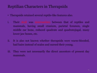 Reptilian Characters in Therapsids
• Therapsids retained several reptile-like features also.
i. Their skull was intermediate between that of reptiles and
mammals, having small cranium, parietal foramen, single
middle ear bone, reduced quadrate and quadratojugal, many
lower jaw bones, etc.
ii. It is also not known whether therapsids were warm-blooded,
had hairs instead of scales and nursed their young.
iii. They were not necessarily the direct ancestors of present day
mammals.
14
 