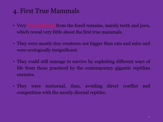 4. First True Mammals
• Very few evidences from the fossil remains, mainly teeth and jaws,
which reveal very little about the first true mammals.
• They were mostly tiny creatures not bigger than rats and mice and
were ecologically insignificant.
• They could still manage to survive by exploiting different ways of
life from those practiced by the contemporary gigantic reptilian
enemies.
• They were nocturnal, thus, avoiding direct conflict and
competition with the mostly diurnal reptiles.
15
 