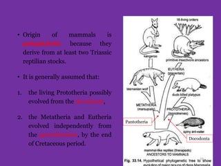 • Origin of mammals is
polyphyletic because they
derive from at least two Triassic
reptilian stocks.
• It is generally assumed that:
1. the living Prototheria possibly
evolved from the docodonts,
2. the Metatheria and Eutheria
evolved independently from
the pantotherians, by the end
of Cretaceous period.
Pantotheria
Docodonta
19
 