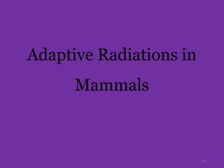Adaptive Radiations in
Mammals
20
 
