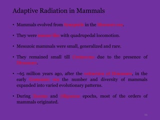 Adaptive Radiation in Mammals
• Mammals evolved from Synapsids in the Mesozoic era.
• They were mouse-like with quadrupedal locomotion.
• Mesozoic mammals were small, generalized and rare.
• They remained small till Cretaceous due to the presence of
Dinosaurs.
• ~65 million years ago, after the extinction of Dinosaurs, in the
early Coenozoic era the number and diversity of mammals
expanded into varied evolutionary patterns.
• During Eocene and Oligocene epochs, most of the orders of
mammals originated.
23
 
